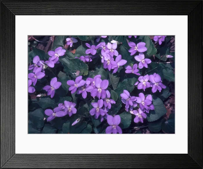 Framed Print : Violets. Violet (Viola papilionacea) Framed Print : Violets. Violet (Viola papilionacea)