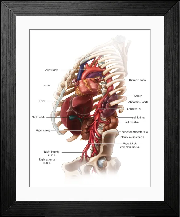 Framed Print : Branches of the Abdominal Aorta Framed Print : Branches of the Abdominal Aorta