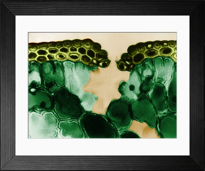 Framed Print : Pine Leaf Cuticle and Epidermal Cells, light micrograph Framed Print : Pine Leaf Cuticle and Epidermal Cells, light micrograph