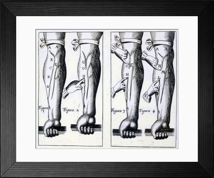 Framed Print : Circulatory system Framed Print : Circulatory system