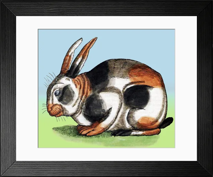 Framed Print : Gessner, Rabbit, 16th Century