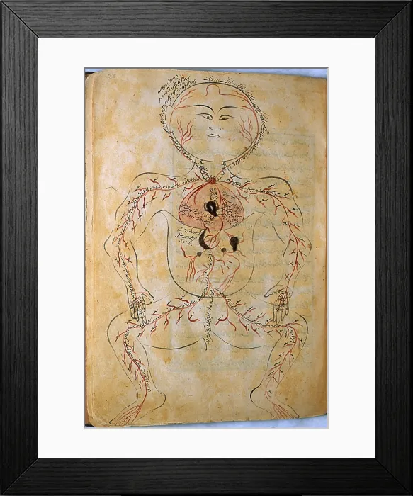 Framed Print : Mansur's Anatomy, Arterial System, 15th Century Framed Print : Mansur's Anatomy, Arterial System, 15th Century