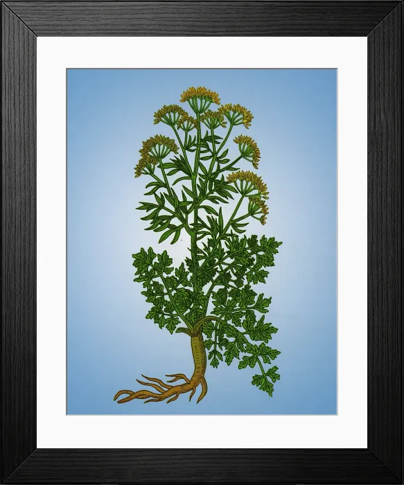 Framed Print : Petroselinum Crispum, Garden Parsley Framed Print : Petroselinum Crispum, Garden Parsley