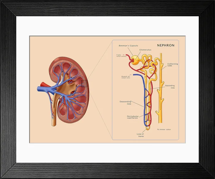 Framed Print : Kidney and Nephron, Illustration