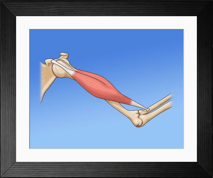 Framed Print : Bicep Muscle, Illustration
