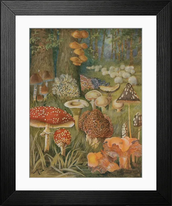 Framed Print : Citizens of the Land of Mushrooms