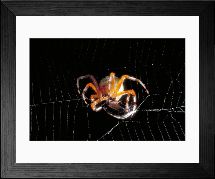 Framed Print : Spider & Prey