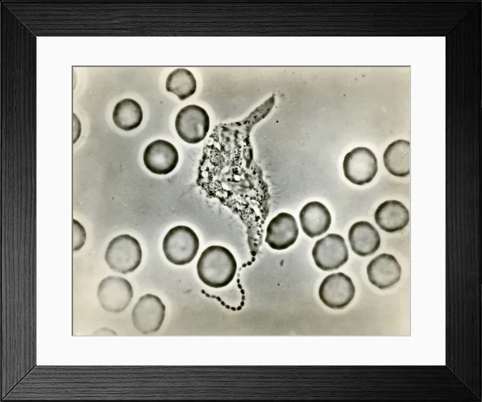Framed Print : Phagocytosis, WBC Ingesting Streptococcus, light micrograph