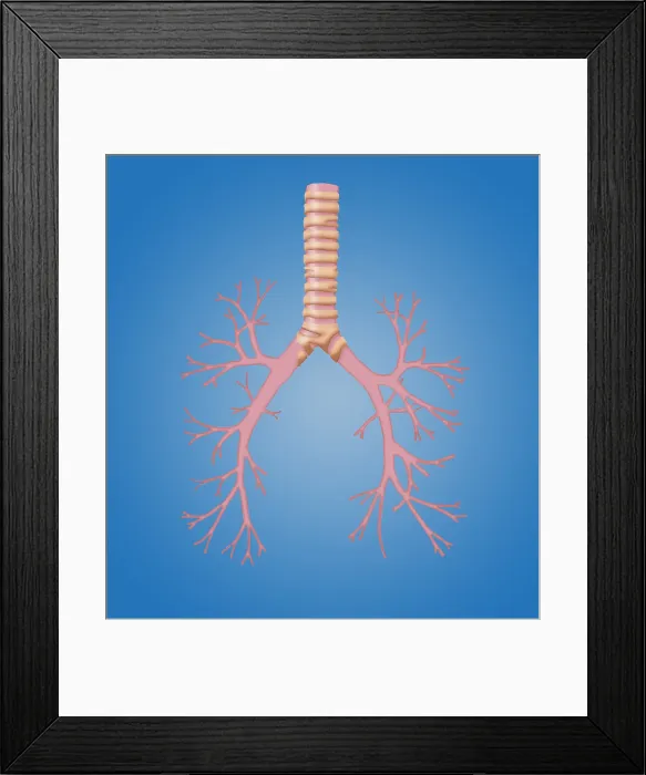 Framed Print : Trachea and Bronchi Framed Print : Trachea and Bronchi
