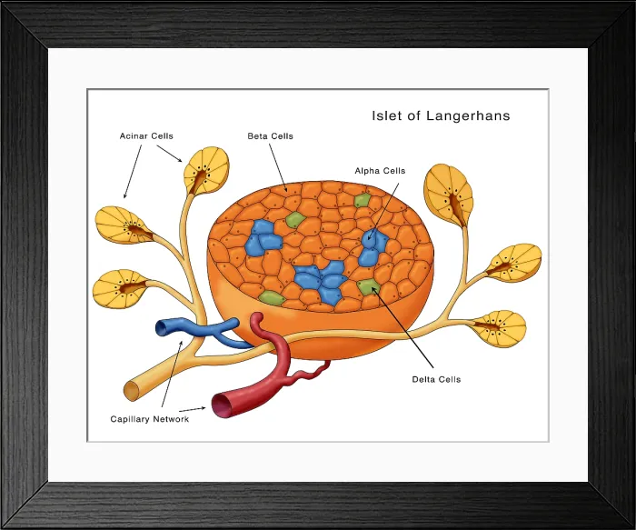 Framed Print : Islets of Langerhans, Diagram Framed Print : Islets of Langerhans, Diagram