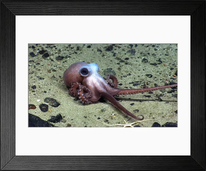 Framed Print : Octopus at Physalia Seamount