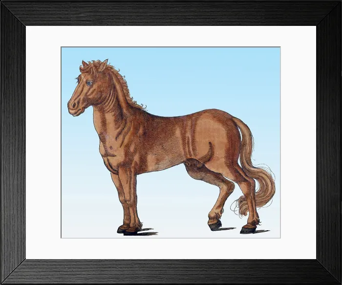 Framed Print : Gessner, Horse, 16th Century Framed Print : Gessner, Horse, 16th Century
