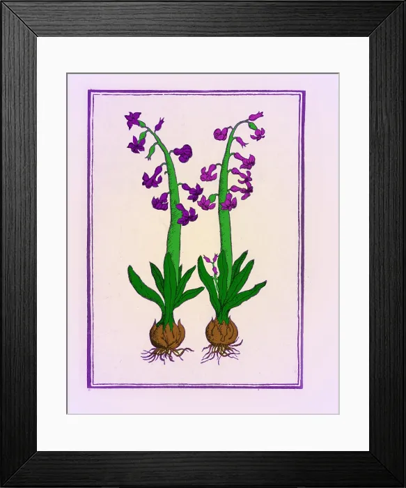 Framed Print : The Hyacinth Framed Print : The Hyacinth