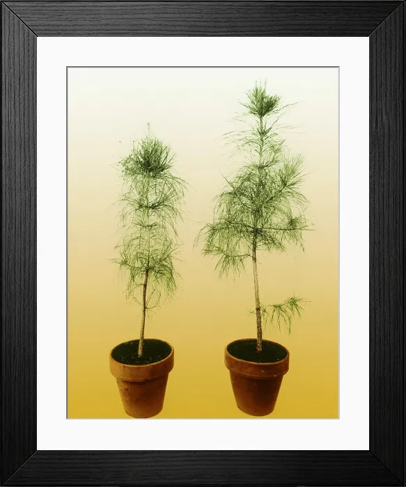 Framed Print : Loblolly Pine Gibberellic Acid Experiment Framed Print : Loblolly Pine Gibberellic Acid Experiment