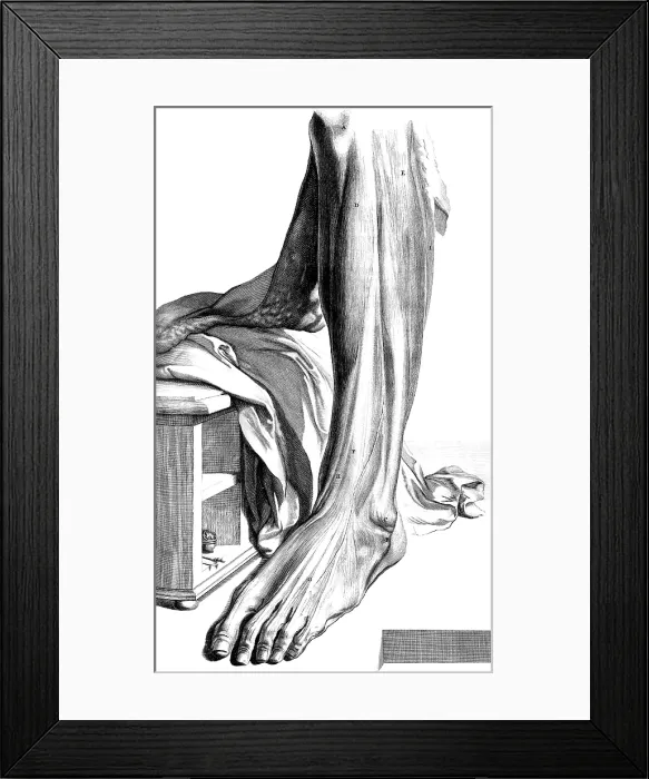 Framed Print : Anatomia humani corporis, Table 80, 1690 Framed Print : Anatomia humani corporis, Table 80, 1690