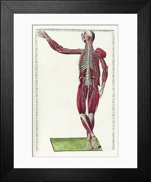 Framed Print : Eustachi, 'Tabulae anatomicae', 1783