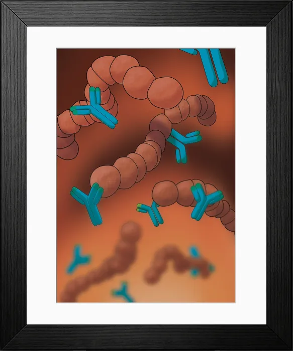 Framed Print : Monoclonal Antibodies, Illustration Framed Print : Monoclonal Antibodies, Illustration