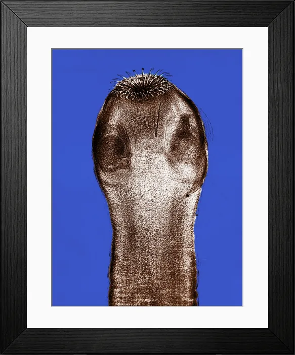 Framed Print : Dog Tapeworm Scolex, light micrograph