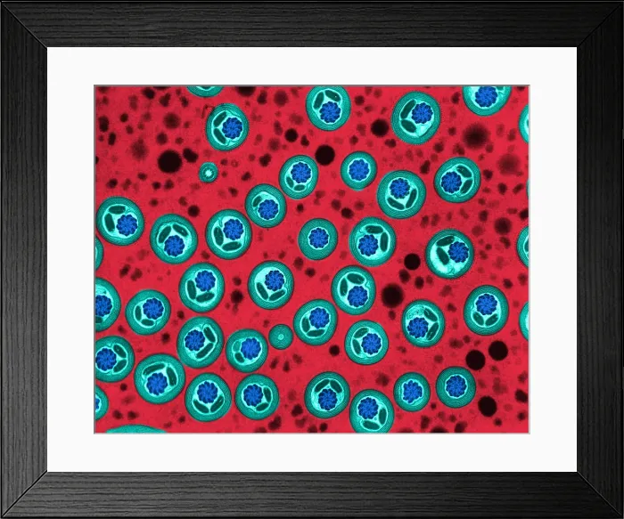 Framed Print : Butterfly Sperm, TEM Framed Print : Butterfly Sperm, TEM