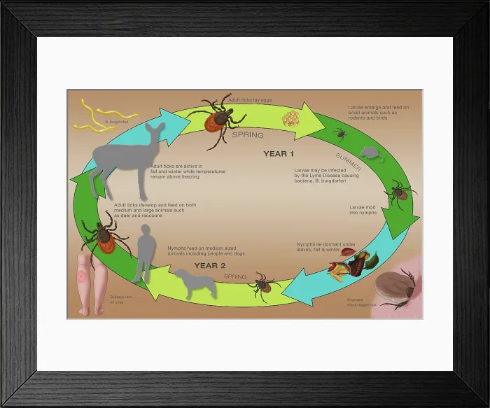Framed Print : Life Cycle of the Black-legged Tick & Lyme, Illustration Framed Print : Life Cycle of the Black-legged Tick & Lyme, Illustration
