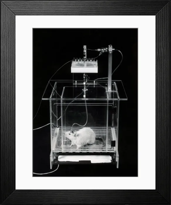 Framed Print : Animal Testing, Involuntary Response Conditioning