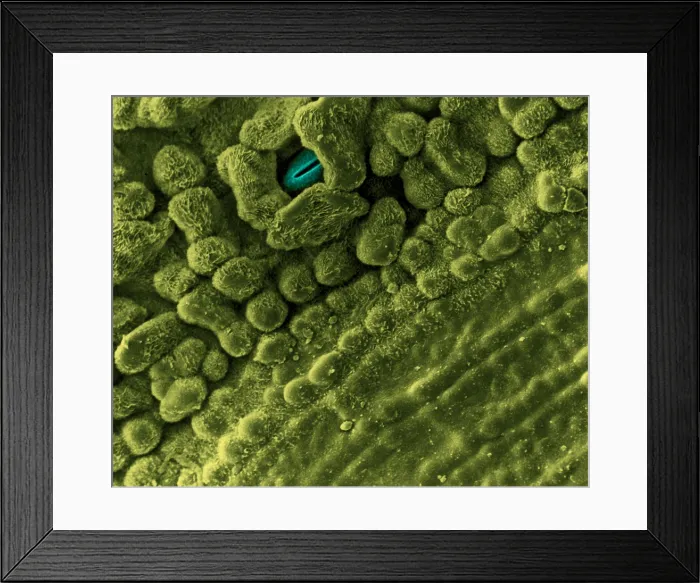 Framed Print : Underside of Leaf with Stomata, under a microscope (SEM) Framed Print : Underside of Leaf with Stomata, under a microscope (SEM)