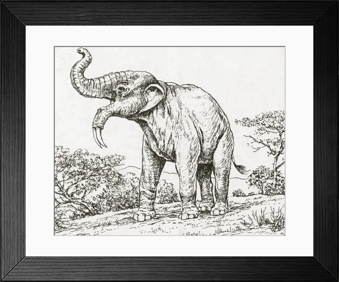 Framed Print : Deinotheriumn, Extinct Prehistoric Mammal Framed Print : Deinotheriumn, Extinct Prehistoric Mammal