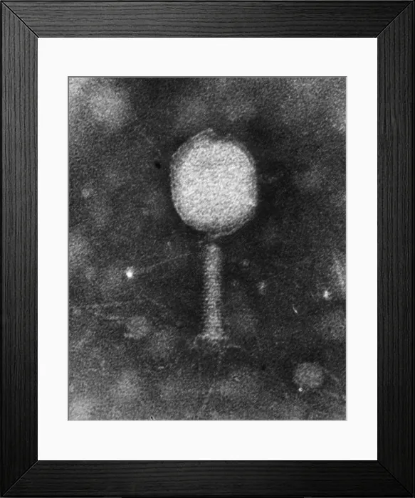 Framed Print : Enterobacteria phage T2, TEM Framed Print : Enterobacteria phage T2, TEM