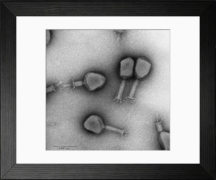 Framed Print : Enterobacteria Phage T4, TEM Framed Print : Enterobacteria Phage T4, TEM