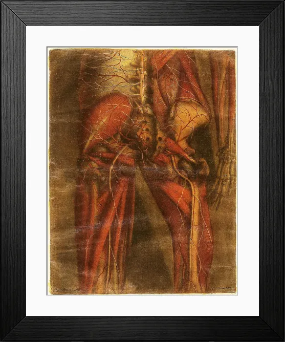 Framed Print : Anatomie Generale Des Visceres