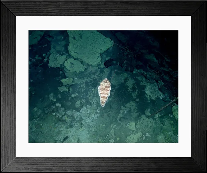 Framed Print : Tongue fish in Hydrothermal Area Framed Print : Tongue fish in Hydrothermal Area