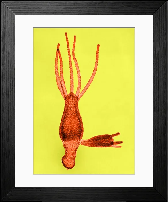 Framed Print : Hydra, light micrograph Framed Print : Hydra, light micrograph