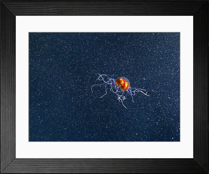 Framed Print : Trachymedusae, Deep Sea Jellyfish