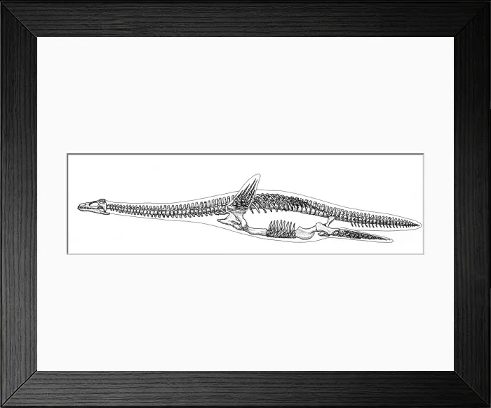 Framed Print : Plesiosauria Skeleton, Mesozoic Reptile Framed Print : Plesiosauria Skeleton, Mesozoic Reptile