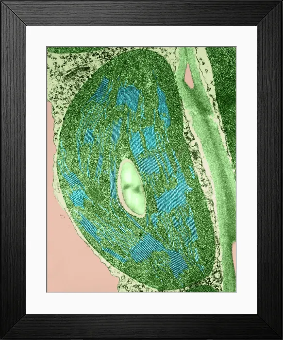 Framed Print : Tomato Chloroplast, TEM Framed Print : Tomato Chloroplast, TEM