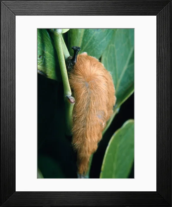 Framed Print : Flannel Moth Larva Framed Print : Flannel Moth Larva