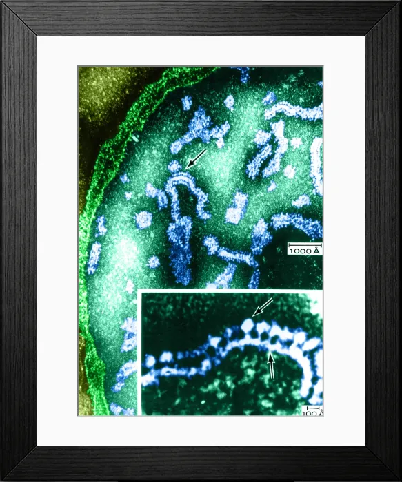 Framed Print : Cell Structure, Mitochondria, TEM Framed Print : Cell Structure, Mitochondria, TEM