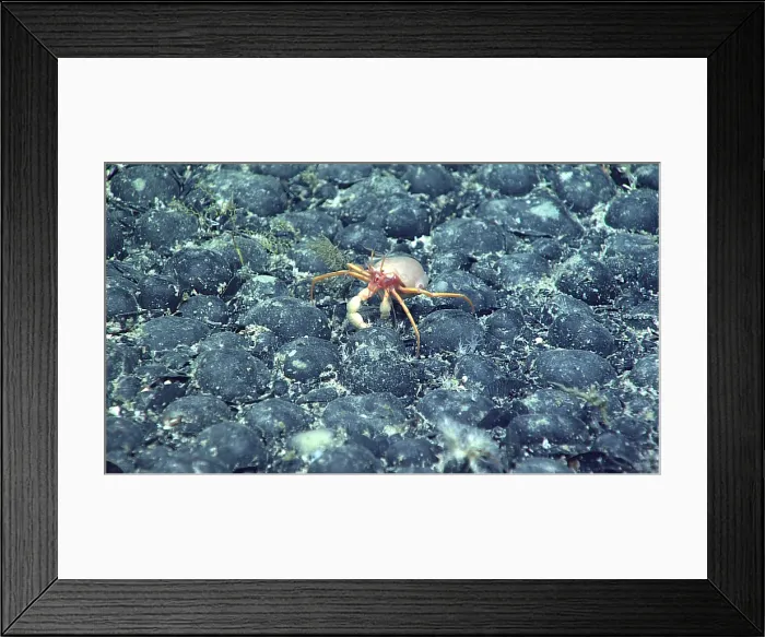 Framed Print : Crab on Ferromanganese Nodules Framed Print : Crab on Ferromanganese Nodules