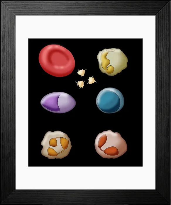 Framed Print : Blood Cell Types, Illustration