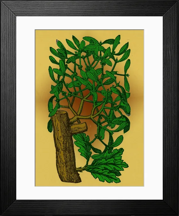 Framed Print : Mistletoe, Alchemy Plant Framed Print : Mistletoe, Alchemy Plant