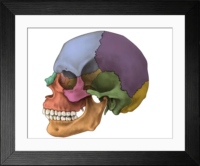 Framed Print : Bones of the Skull (Lateral) Framed Print : Bones of the Skull (Lateral)