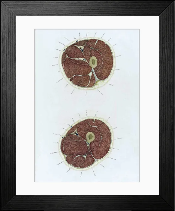 Framed Print : Topographisch-anatomischer, Braune, 1872