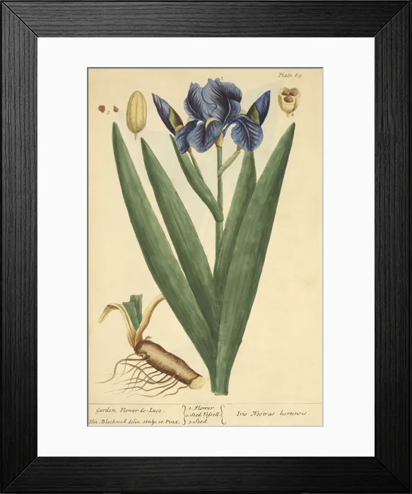 Framed Print : Iris, Medicinal Plant, 1737