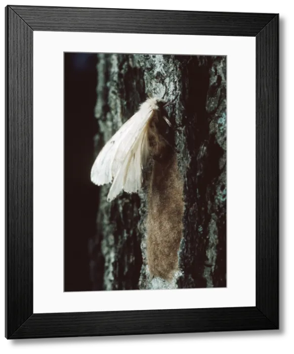 Framed Print : Male & Female Gypsy Moths Framed Print : Male & Female Gypsy Moths