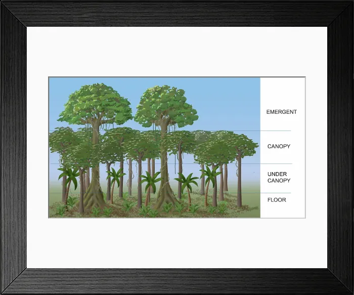 Framed Print : Rainforest Layers, Illustration