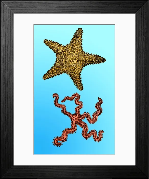 Framed Print : Gessner, Starfish, 16th Century Framed Print : Gessner, Starfish, 16th Century