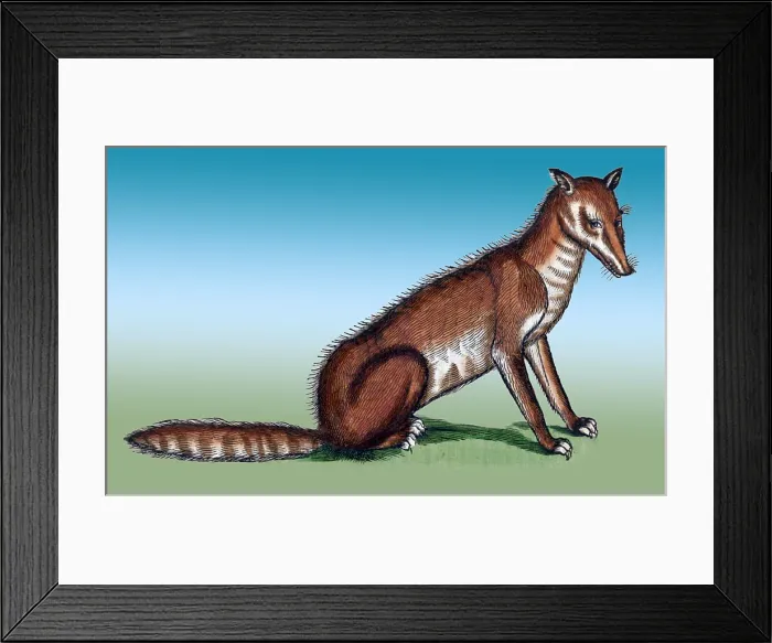Framed Print : Gessner, Fox, 16th Century
