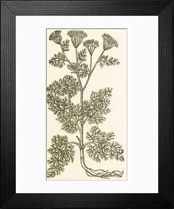 Framed Print : Anethum Graveolens, Dill