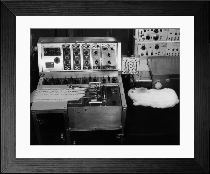 Framed Print : Animal Testing, Rabbit Hooked to EEG