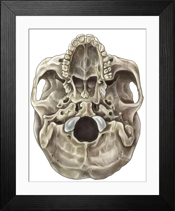 Framed Print : Skull (Inferior View) Framed Print : Skull (Inferior View)